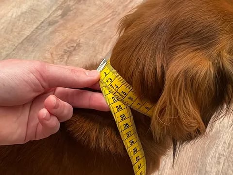 Link to Measuring a dog's neck: what do I pay attention to?